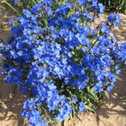 500g Anchusa Cape forget-me-not Blue bugloss flowers seed Anchusa capensis seeds for sale