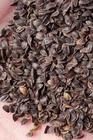 500g Physostegia virginiana seeds obedience false dragonhead seeds for sale