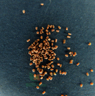 100g Premium quality bulk sale common foxglove seeds mix Digitalis purpurea seeds for planting
