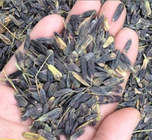 Mature 1kg loose raw Isatis indigotica seeds Isatis Tinctoria dyer's woad seed for sale