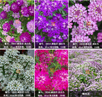 100g mix White purple mixed colors candytuft seed flowers Iberis amara seeds for garden