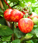 500pcs High grade Special vegetable seed china hybrid Red zebra tomato seeds for sale