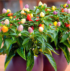 100pcs Premium quality hybrid mixed colorful ornamental little bonsai pepper seeds for sowing
