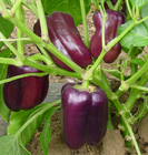 100pcs vegetable garden use hybrid non-GMO Purple sweet pepper seeds for sowing