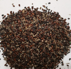 Raw dried Bischofia polycarpa seeds Bischofia javanica chinese bishop wood seeds for sale