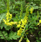 High germintion Melilotus officinalis seeds sweet yellow clover yellow melilot seeds for sale