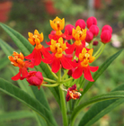 100g Cultivation decoration plants butterfly weed natural Asclepias tuberosa seeds for planting
