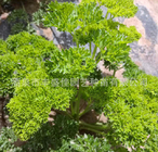 100g loose Petroselinum crispum seeds leafy vegetable europe Parsley seed for planting