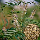 1kg natural ripe Licorice seeds herb NON-GMO Glycyrrhiza glabra seeds for planting