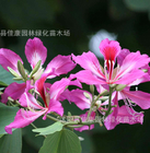 1000g bulk sale pink Bauhinia Variegata seeds landscape orchid tree mountain ebony seeds