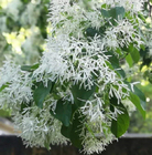Premium quality landscape white Chionanthus retusus seeds Chinese fringe tree seed for planting