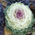 F1 High quality Mixture color Cabbage decorative seed Ornamental cabbage flowering cabbage seeds