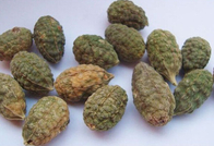 Capparis spinosa dried fruits,herb medicine