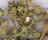 Leonurus japonicus Houtt.dried whole plant,herb medicine,Yi mu cao
