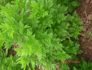 Artemisia annua Linn whole plants Huang hua hao