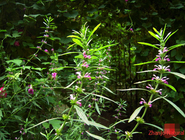 Motherwort herb HERBA LEONURI Leonurus japonicus Houtt whole plants Traditional herb medicine Yi mu cao