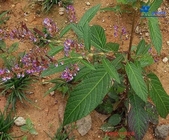 Tadehagi triquetrum L H Ohashi whole plant Chinese traditional herb Hu lu cha