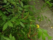 Senna occidentalis L Link seeds Cassia occidentalis Linn traditional chinese herb Wang jiang nan