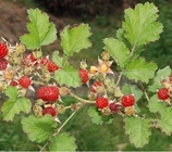 Rubus parvifolius L whole plant root traditional chinese herb Mao mei