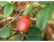 Cherokee Rose Fruit fructus rosae laevigatae Rosa laevigata Michx traditional herb Jin ying zi