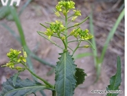 Rorippa indica L horse radish Nasturtium officinale whole plant medicinal herb Han cai