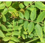 Rhus chinensis Mill Nutgall Tree leaf seed flower medicinal herb Yan fu mu