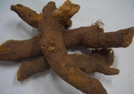 Polygonum cuspidatum root giant knot weed Reynoutria japonica Houtt dried rhizome Hu zhang