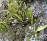 Pyrrosia Leaf FOLIUM PYRROSIAE Pyrrosia lingua Thunb Farw whole plant Shi wei