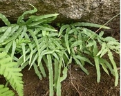 Pteris multifida Poir whole plant natural medicinal medicine Jing lan bian cao