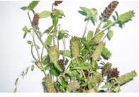 Prunella vulgaris L grappe or whole part racemes traditional chinese herb Xia ku cao