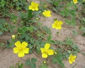 Potentilla kleiniana Wight Arn whole plant traditional chinese herb She han wei ling cai