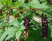 Pokeberry root Phytolacca acinosa Roxb leaves and stems bulk herb supply Shang lu
