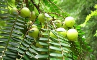 Phmllanthi Fructus Indian gooseberry Phyllanthus emblica Linn dried fruits herb medicine sulfate free Yu gan zi