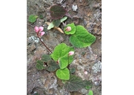 Begonia fimbristipula hance purple back tea begonia Gynura Bicolor dried herb medicine Zi bei tian kui