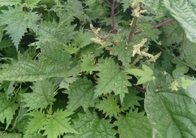 Nettle smartweed Urtica fissa E Pritz stem leaf traditional herb medicine qian ma