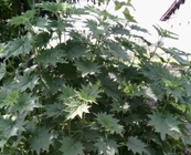 Nettle smartweed Urtica fissa E Pritz stem leaf traditional herb medicine qian ma