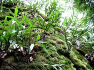 The stem of noble Dendrobium officinale Kimura et Migo dendrobe Dendrobium nobile Segment Shi hu