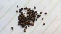 Semen Pharbitis nil Linn Choisy seeds raw herb materials Qian niu zi