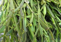 Viscum liquidambaricolum Hayata new crop dried Chinese herb Feng xiang hu ji sheng