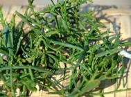 Viscum liquidambaricolum Hayata new crop dried Chinese herb Feng xiang hu ji sheng