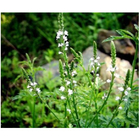 Verbena officinalis L whole plants Chinese herb Ma bian cao