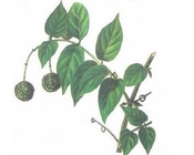 Uncaria rhynchophylla Miq ex Havil hooked spine ramuli et spina uncar Chinese herb Gou teng