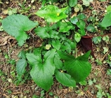 Typonium divaricatum L Decne Typhonium blumei Nicolson Sivad tuber roots Chinese herb Tu ban xia
