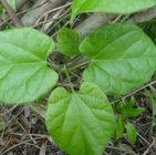 Tinospora sinensis Lour Merr stem wild natural medicine Zhong hua qing niu dan
