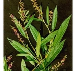 Tadehagi triquetrum L H Ohashi whole plant Chinese traditional herb Hu lu cha