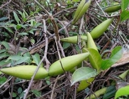 Strophanthus divaricatus Lour Hook Arn dried whole plant Chinese traditional herb Yang jiao niu