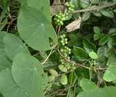 Stephania cepharantha Hayata tuber root Chinese traditional herb Jin xian diao wu gui