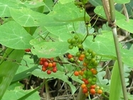 Stephania cepharantha Hayata tuber root Chinese traditional herb Jin xian diao wu gui
