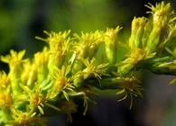 Solidaginis Herba Solidago decurrens Lour whole plant Chinese medicine Yi zhi huang hua