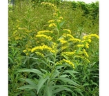 Solidaginis Herba Solidago decurrens Lour whole plant Chinese medicine Yi zhi huang hua